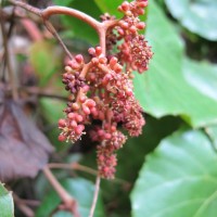 Ampelocissus indica (L.) Planch.